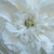 Bijela  - Centifolia ruža  - Madame Hardy